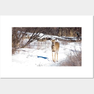 White Tailed Deer. Posters and Art